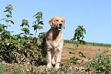 GOLDEN RETRIEVER 071